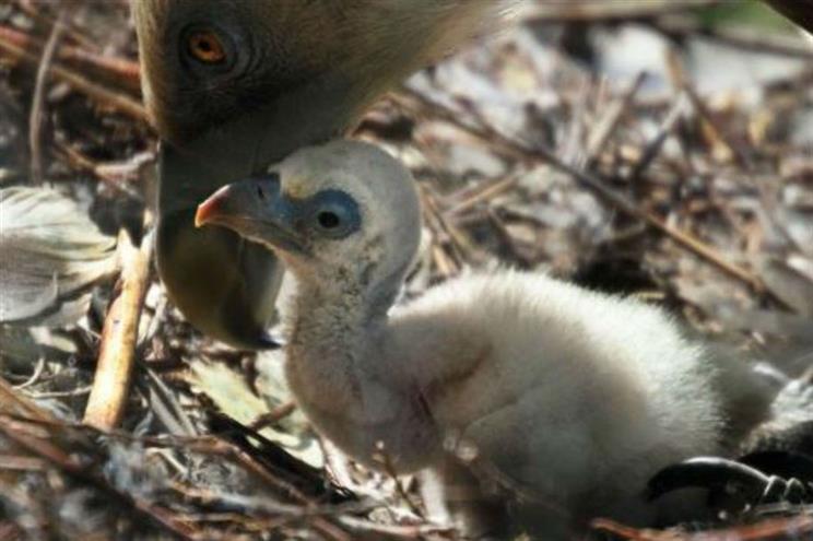Casal de abutres macho, do zoo de Amesterdão, chocou um ovo abandonado durante dois meses