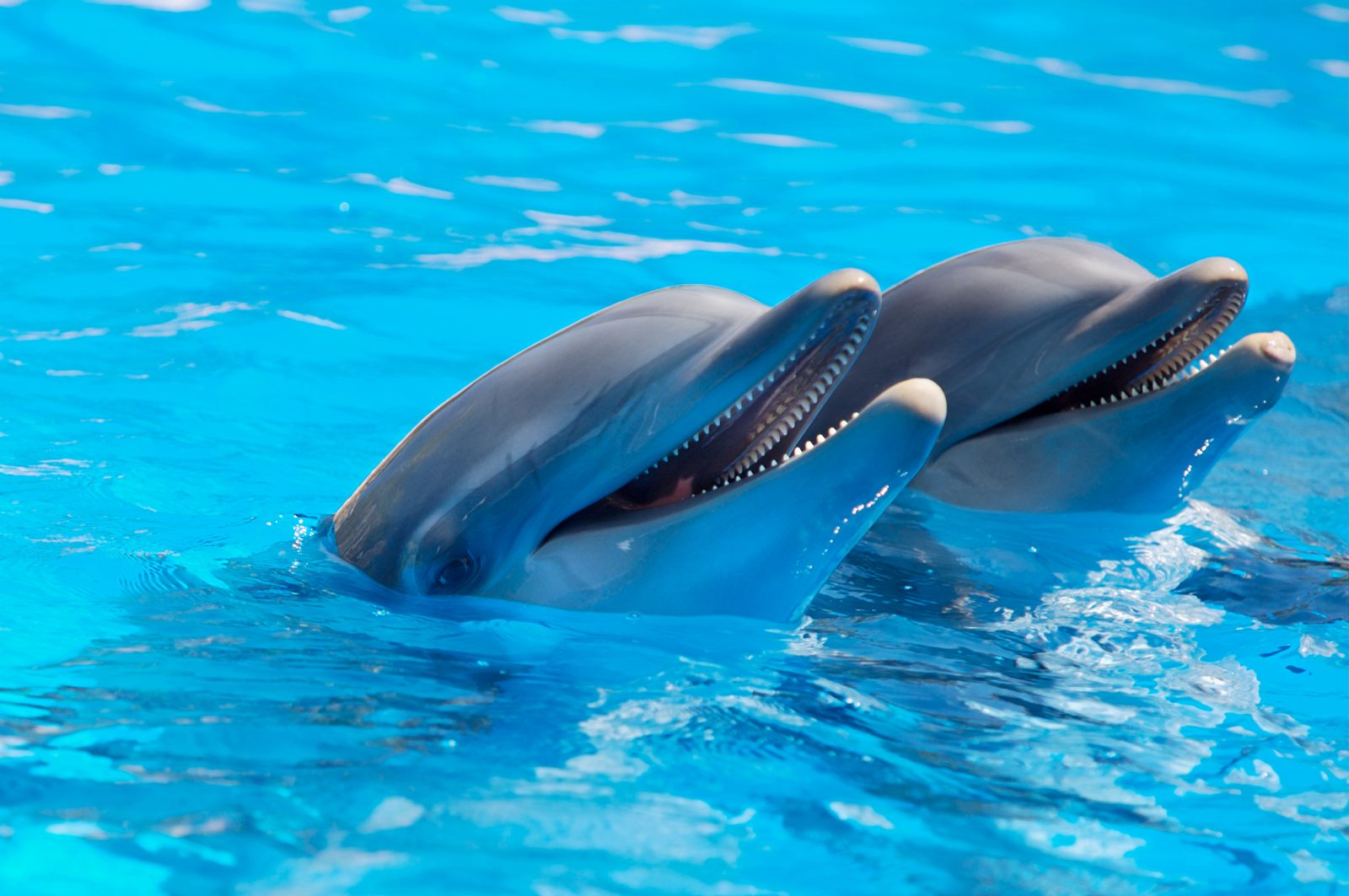 Pesquisa descobre que golfinhos machos mantêm relações sexuais entre si