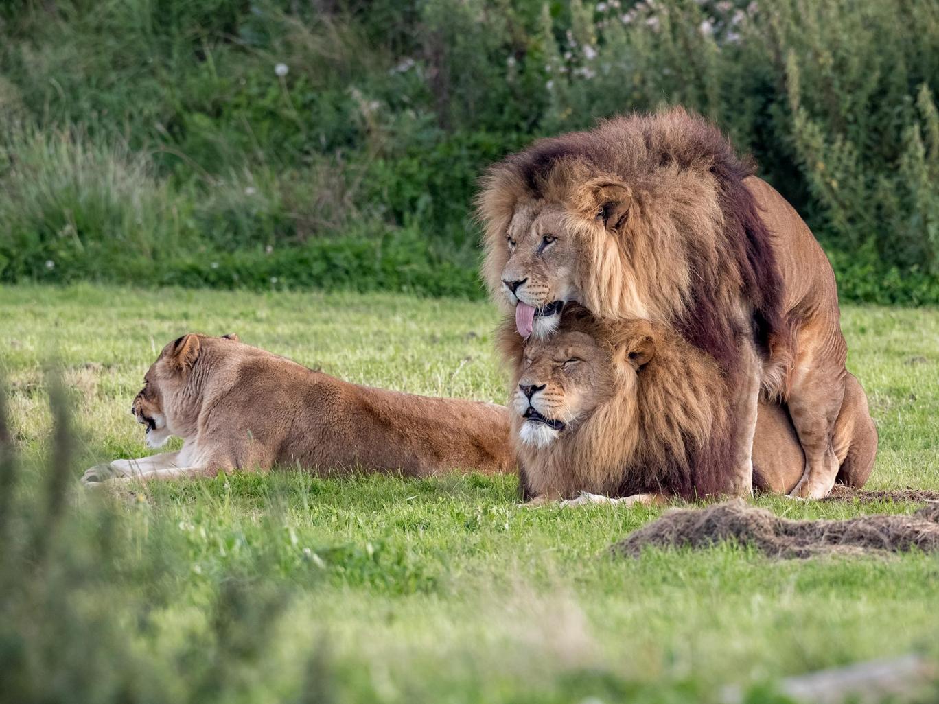 Dois leões machos transam em parque no Reino Unido