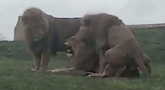 Leões machos transam em zoológico da Inglaterra