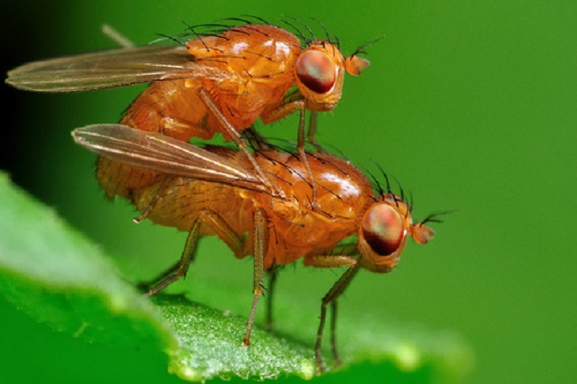 Sexo entre insetos