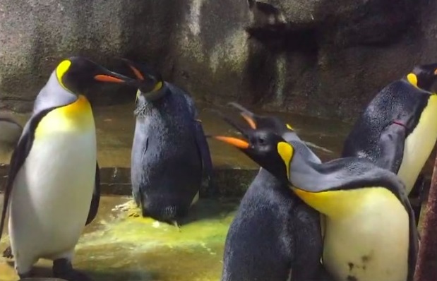 Casal gay de pinguins
