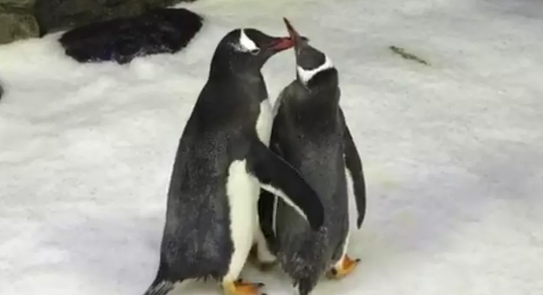 Casal de pinguins gays choca ovo e criam filhote em aquário