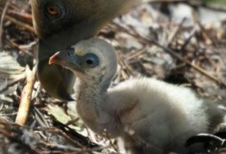 Casal de abutres macho, do zoo de Amesterdão, chocou um ovo abandonado durante dois meses