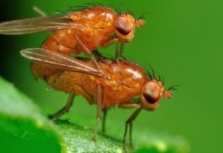 Sexo entre insetos