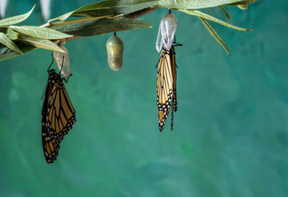 Two monarch butterflies, Danaus plexippuson, drying wings on chrysalis