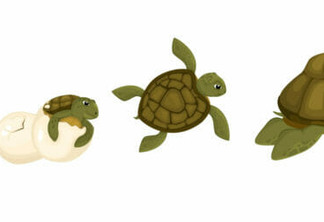 Set of isolated icons with characters of mature turtle with little one hatching from egg shell vector illustration
