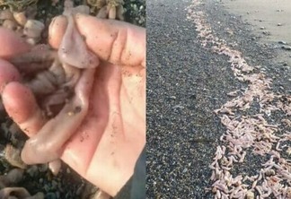 Argentina: Milhares de 'peixes-pênis' são encontrados