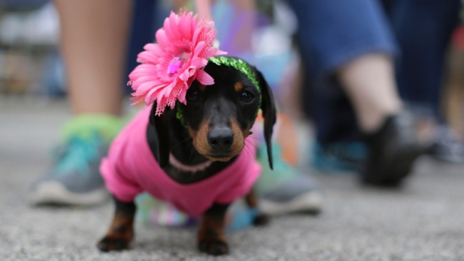 Foto: Cachorro fantasiado durante o Festival Anual da Primavera no Texas